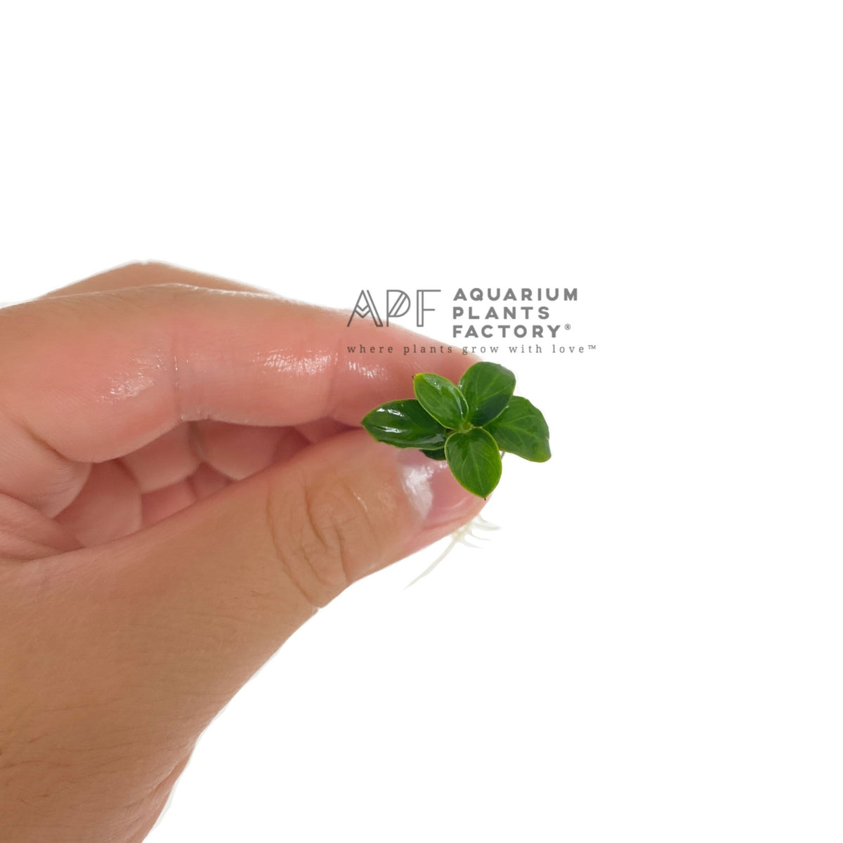 Anubias 'Super Petite'
