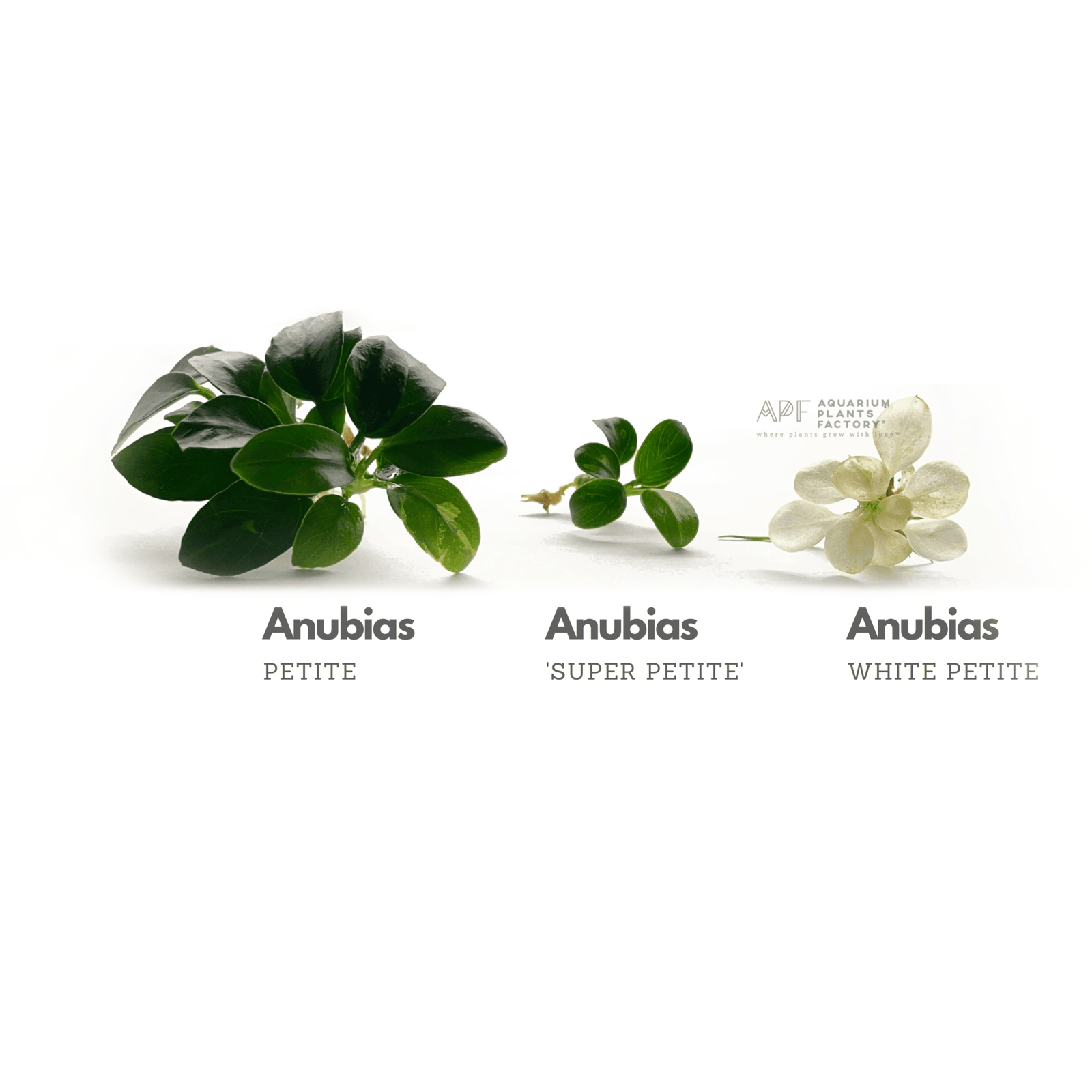 Anubias Petite vs Anubias Super Petite vs Anubias White Petite