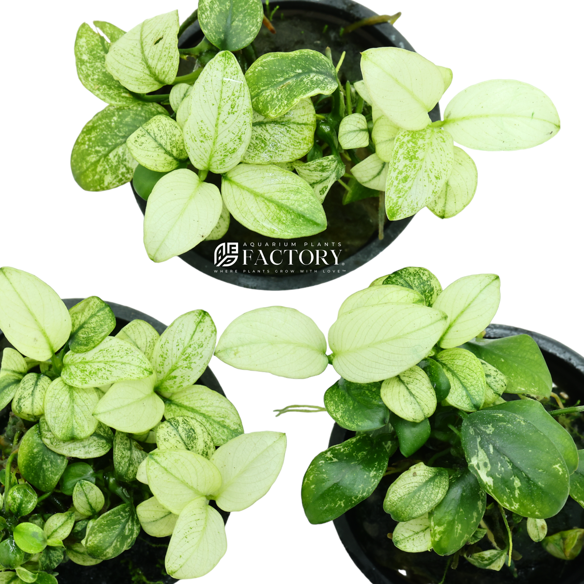 Anubias Petite White aquarium plant
