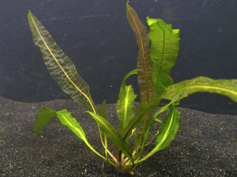Aponogeton Boivinianus Aquarium Plants Factory APF Mid-Ground / Background Plants Aquascape Freshwater Aquatic Decoration