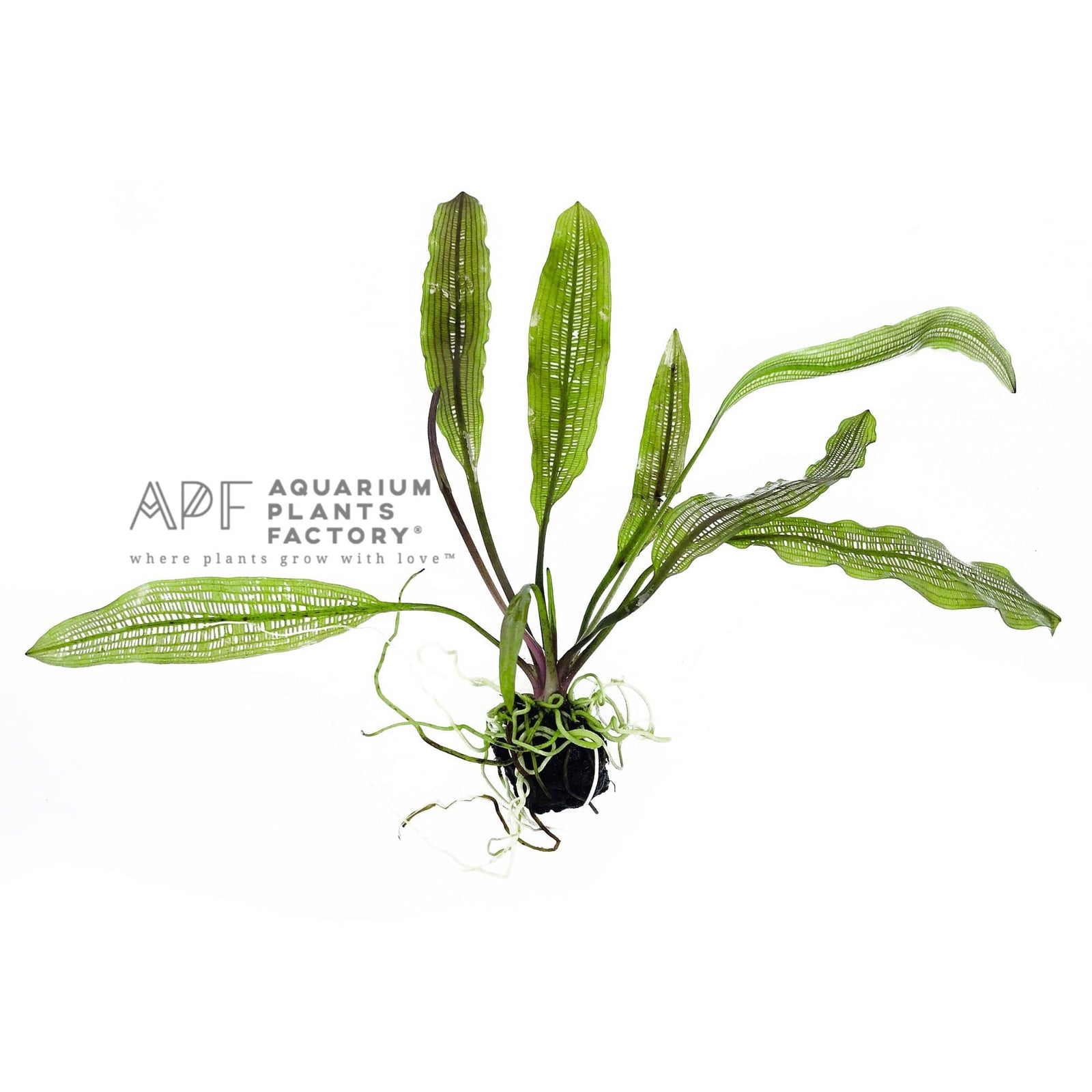 Aponogeton Madagascariensis - Aquarium Plants Factory