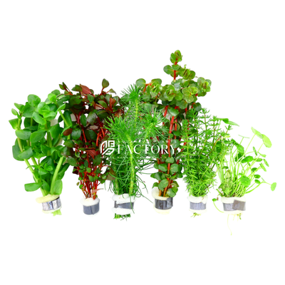 Our Grower's Choice package includes a mix of foreground, midground, and background plants that are suitable for a range of aquarium sizes and styles. Each package is carefully selected to ensure that you receive a well-rounded selection of aquatic plants that will thrive in your aquarium environment.