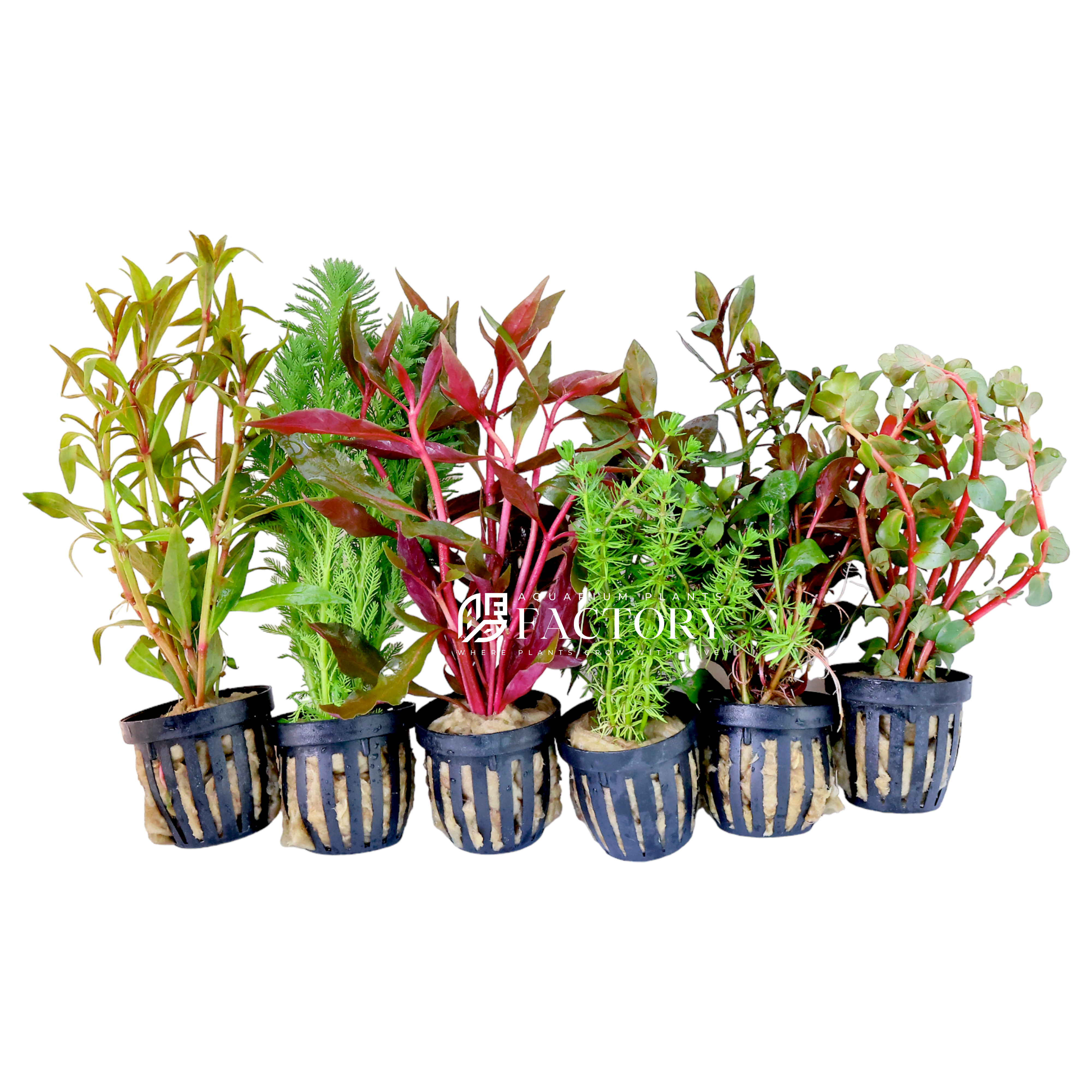 Looking for a way to add some life and color to your aquarium? Check out our assorted combo Aquarium Plants Packages [Grower's Choice]! Our packages contain a mix of 6 different aquatic plants, carefully selected by our expert growers for their hardiness, color, and aesthetic appeal. We offer a variety of plant species in each package, including popular options like Bacopa, Ludwigia, Rotala, Cryptocoryne, Vallisneria, Hygrophila, and more.