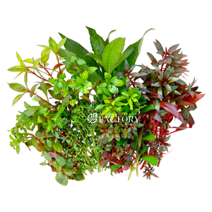 Looking for a way to add some life and color to your aquarium? Check out our assorted combo Aquarium Plants Packages [Grower's Choice]! Our packages contain a mix of 6 different aquatic plants, carefully selected by our expert growers for their hardiness, color, and aesthetic appeal. We offer a variety of plant species in each package, including popular options like Bacopa, Ludwigia, Rotala, Cryptocoryne, Vallisneria, Hygrophila, and more.