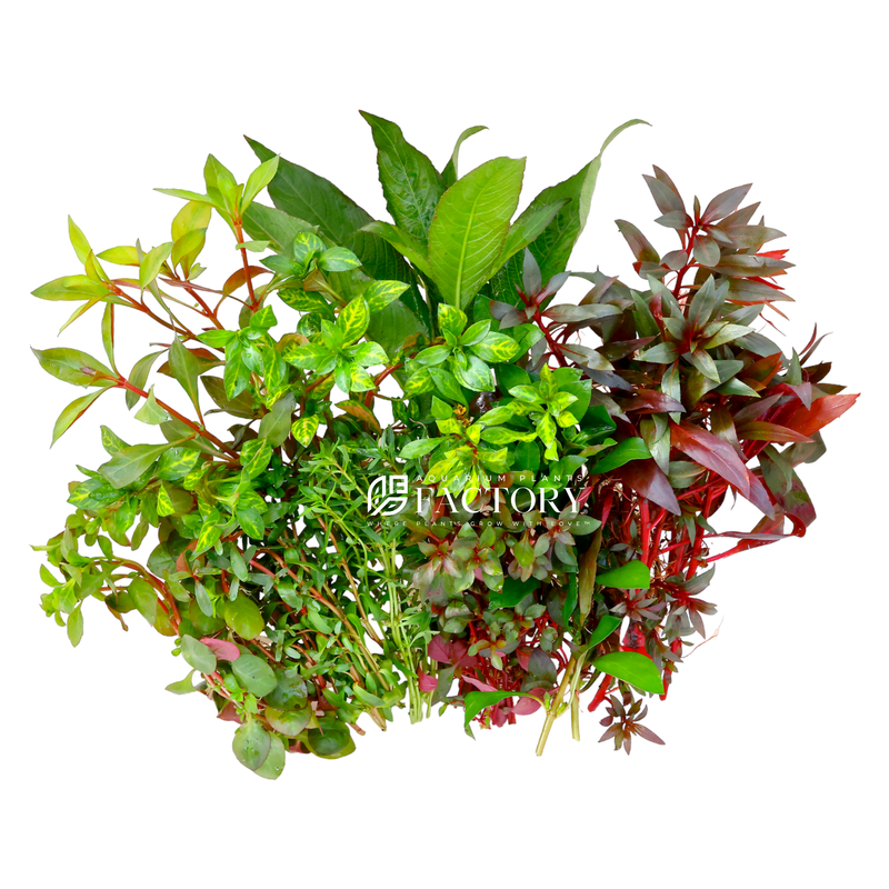 Looking for a way to add some life and color to your aquarium? Check out our assorted combo Aquarium Plants Packages [Grower&