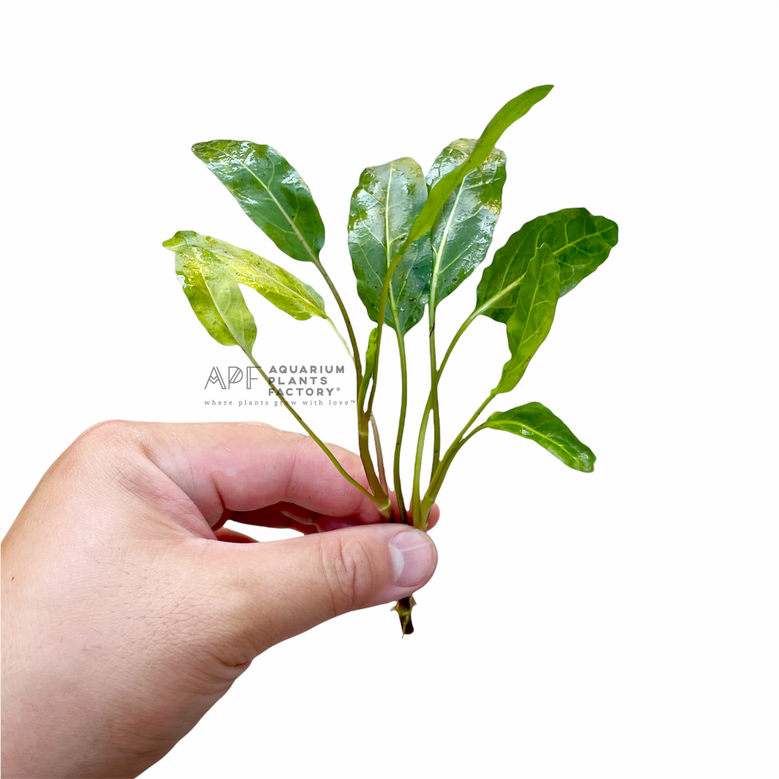 Armoracia Aquatica - Aquarium Plants Factory