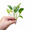 Armoracia Aquatica - Aquarium Plants Factory