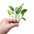 Armoracia Aquatica - Aquarium Plants Factory