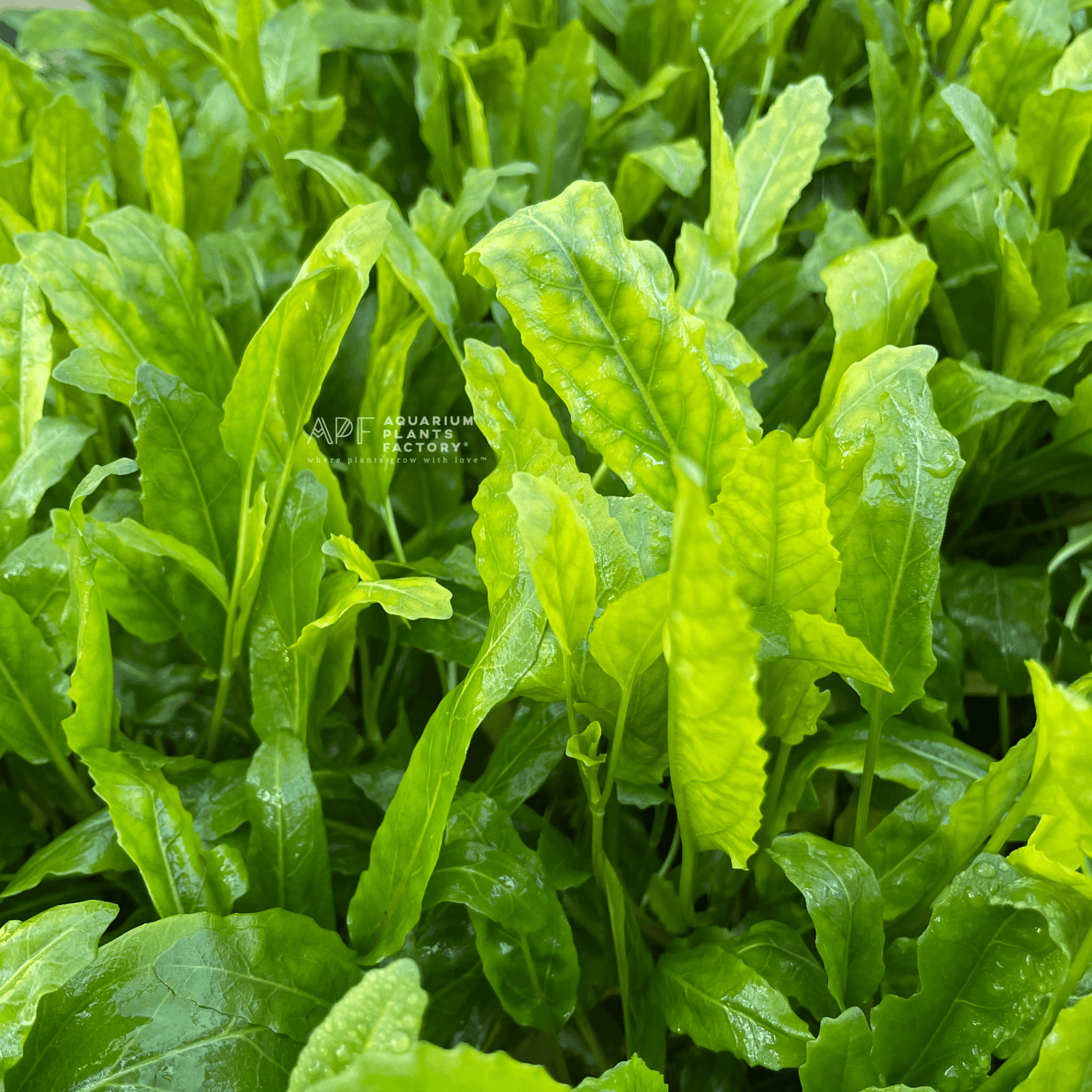 Armoracia Aquatica - Aquarium Plants Factory