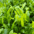 Armoracia Aquatica - Aquarium Plants Factory