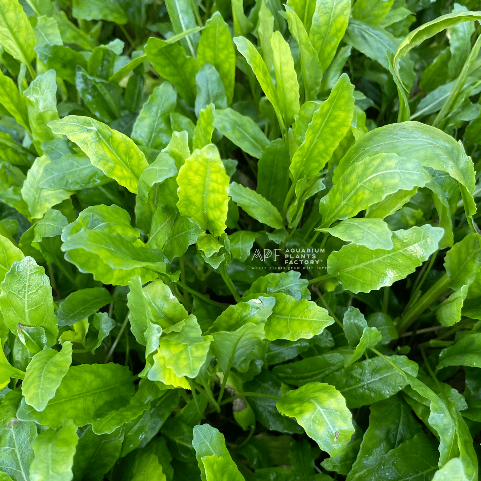 Armoracia Aquatica - Aquarium Plants Factory