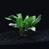 Armoracia Aquatica - Aquarium Plants Factory