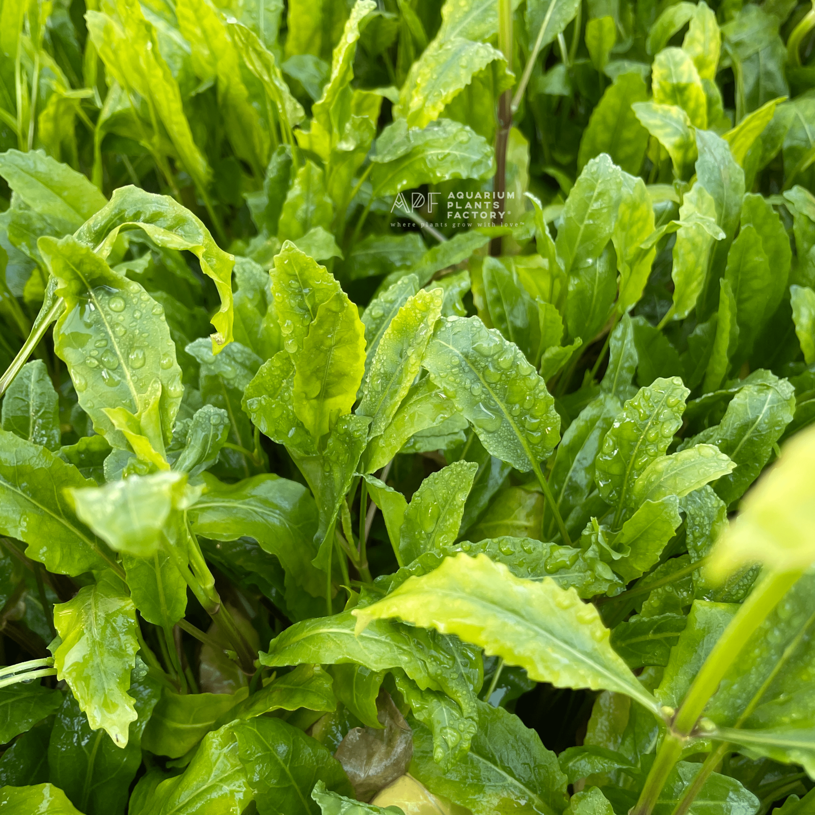 Armoracia Aquatica - Aquarium Plants Factory