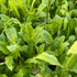 Armoracia Aquatica - Aquarium Plants Factory