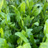 Armoracia Aquatica - Aquarium Plants Factory