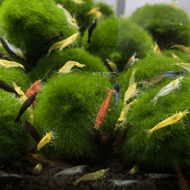 Assorted Colors Neocaridina Shrimp - Aquarium Plants Factory