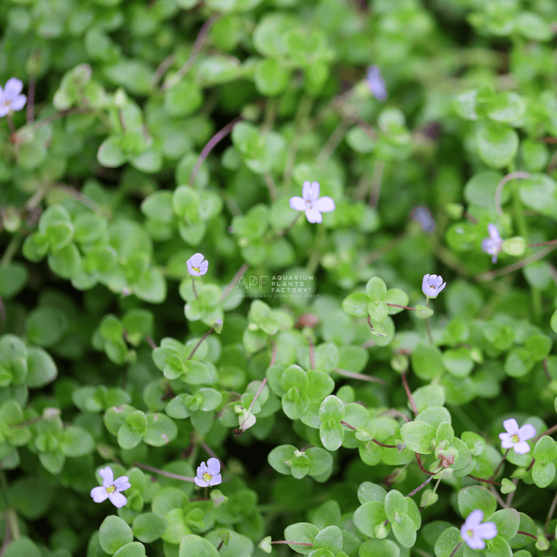 Bacopa Tree Bacopa Rotundifolia