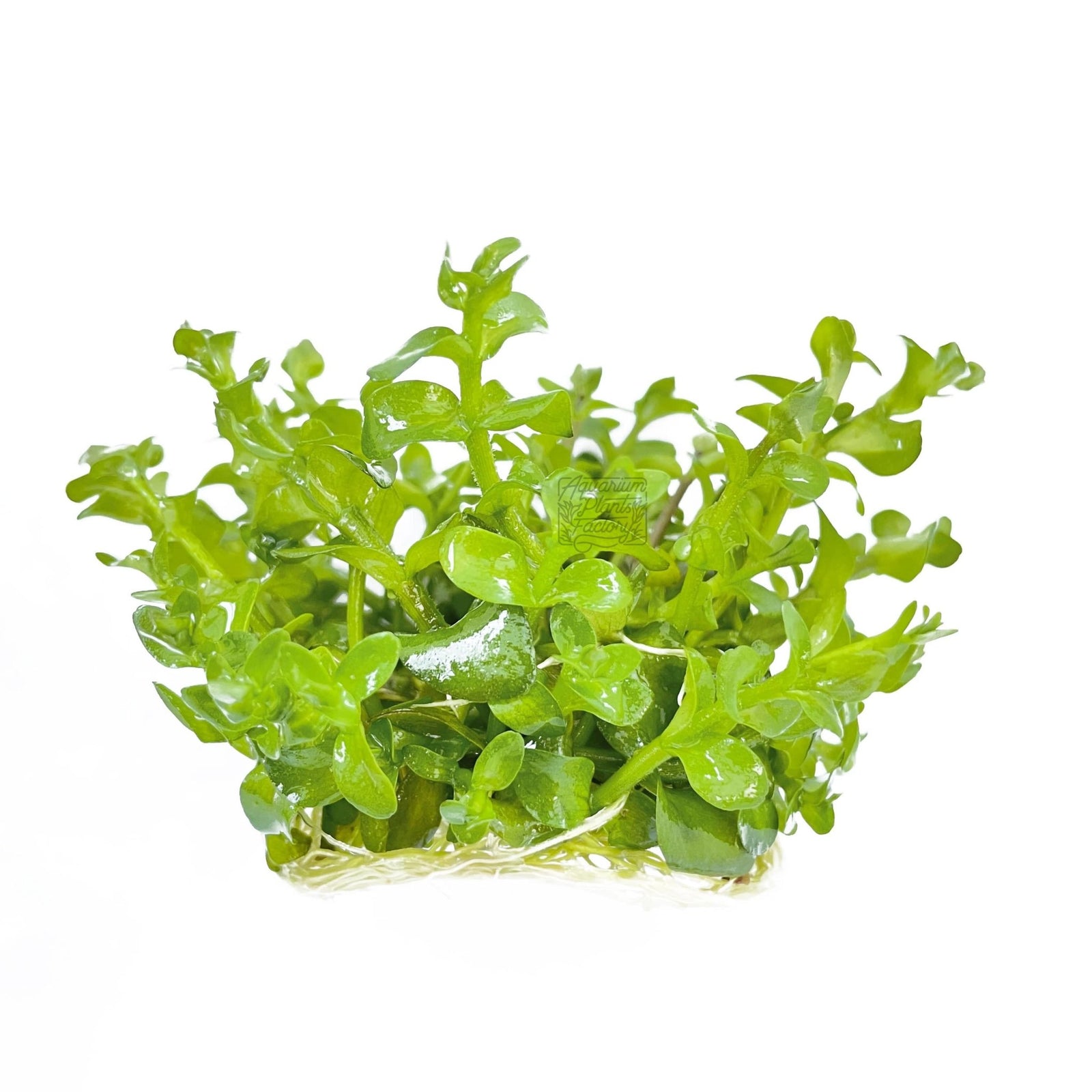 Bacopa Caroliniana - Tissue Culture Cup - Aquarium Plants Factory