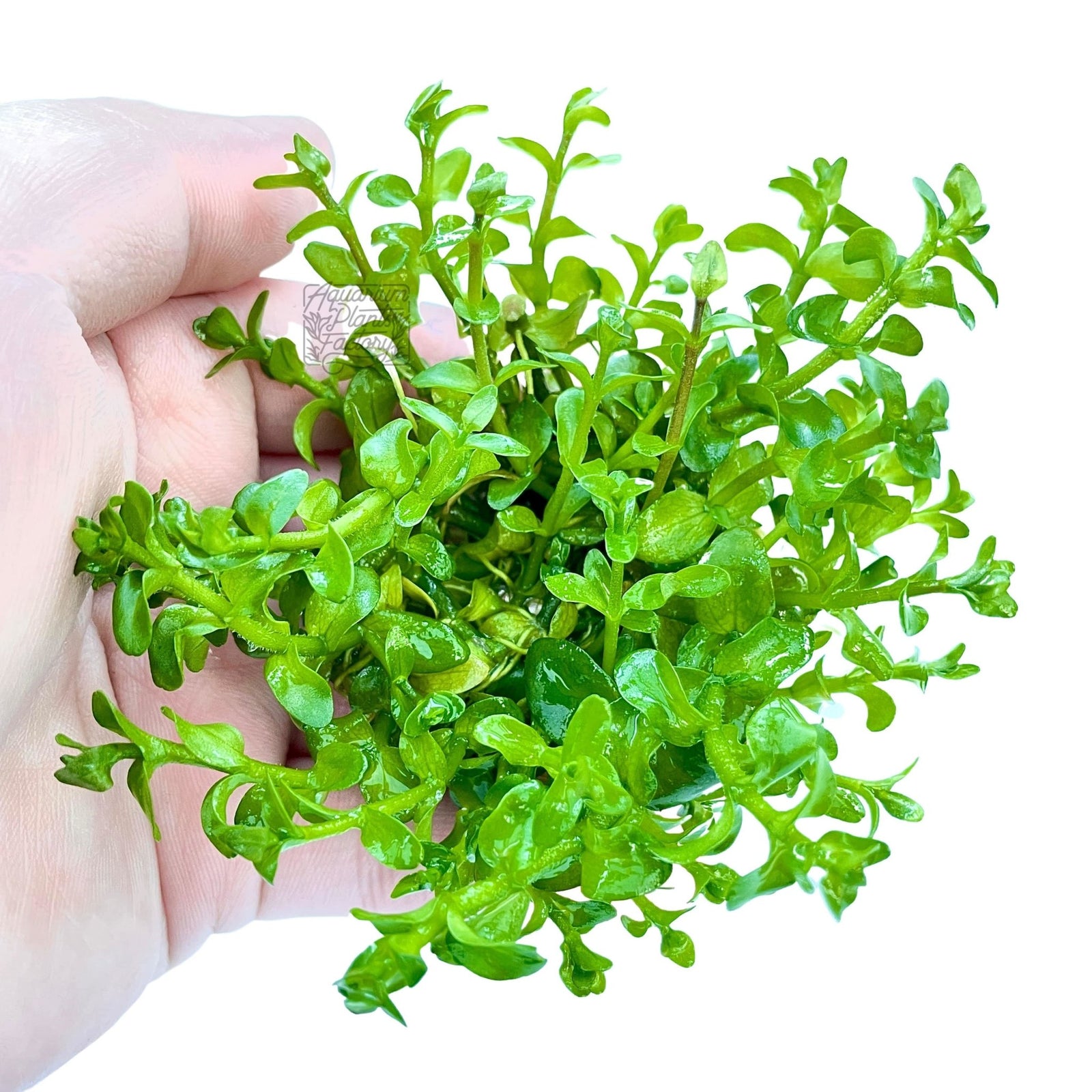 Bacopa Caroliniana - Tissue Culture Cup - Aquarium Plants Factory