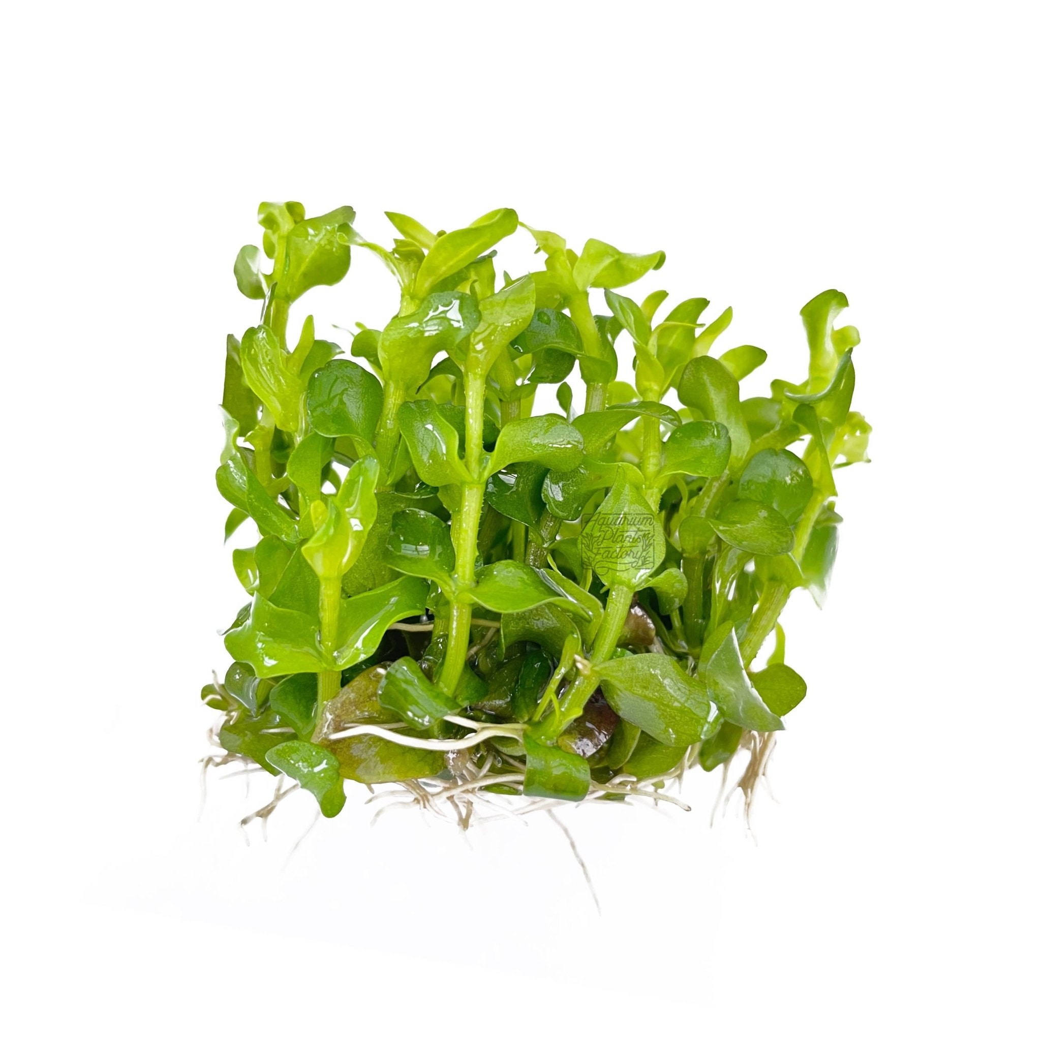 Bacopa Caroliniana - Tissue Culture Cup - Aquarium Plants Factory