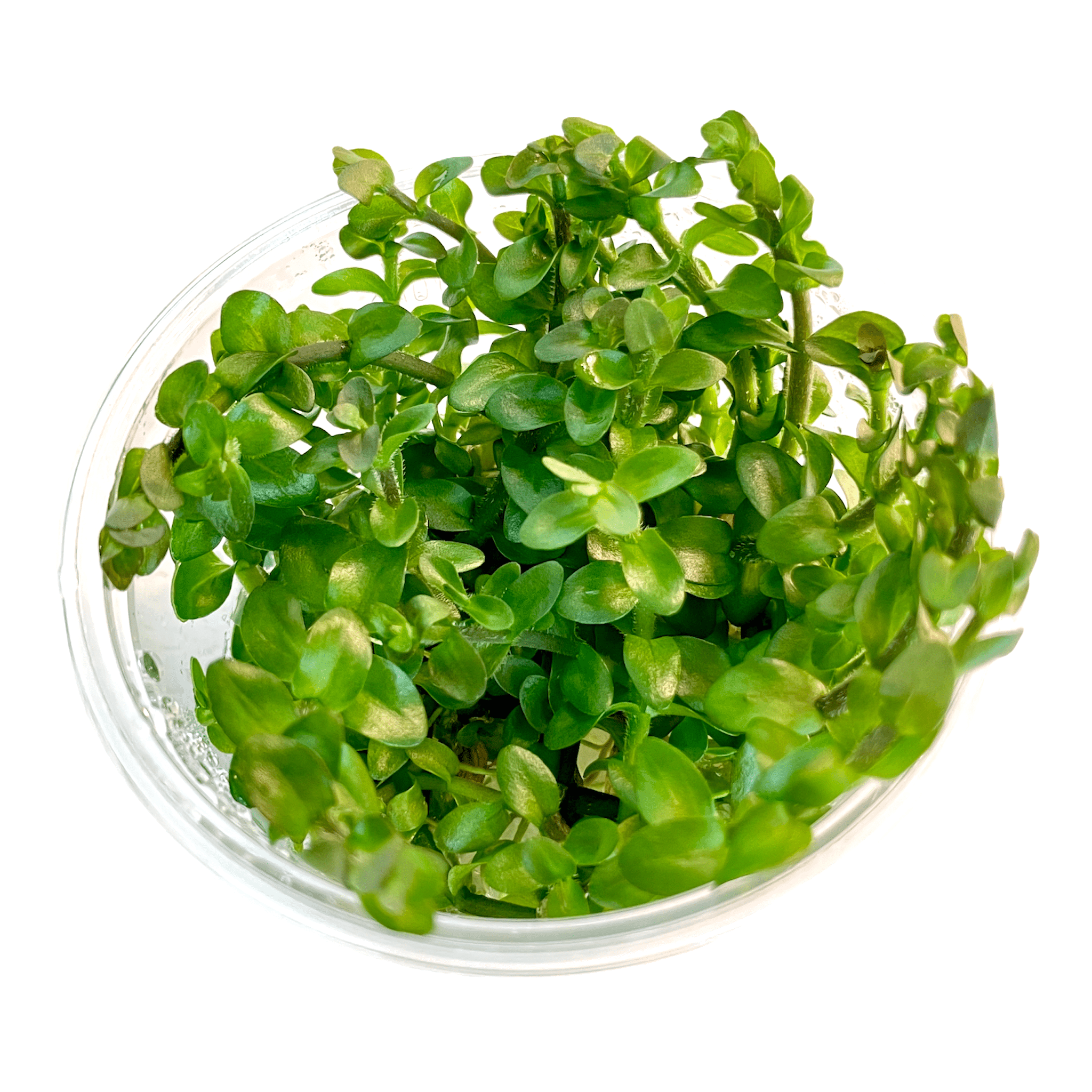 Bacopa Caroliniana is also known as Lemon Bacopa or Bacopa Carolina. The leaves of this plant are thick and succulent-like and have a good smell, similar to the lemon fragrance. The leaves can develop a red, pink hue when grow submerged in high light and nutrient-rich environments.