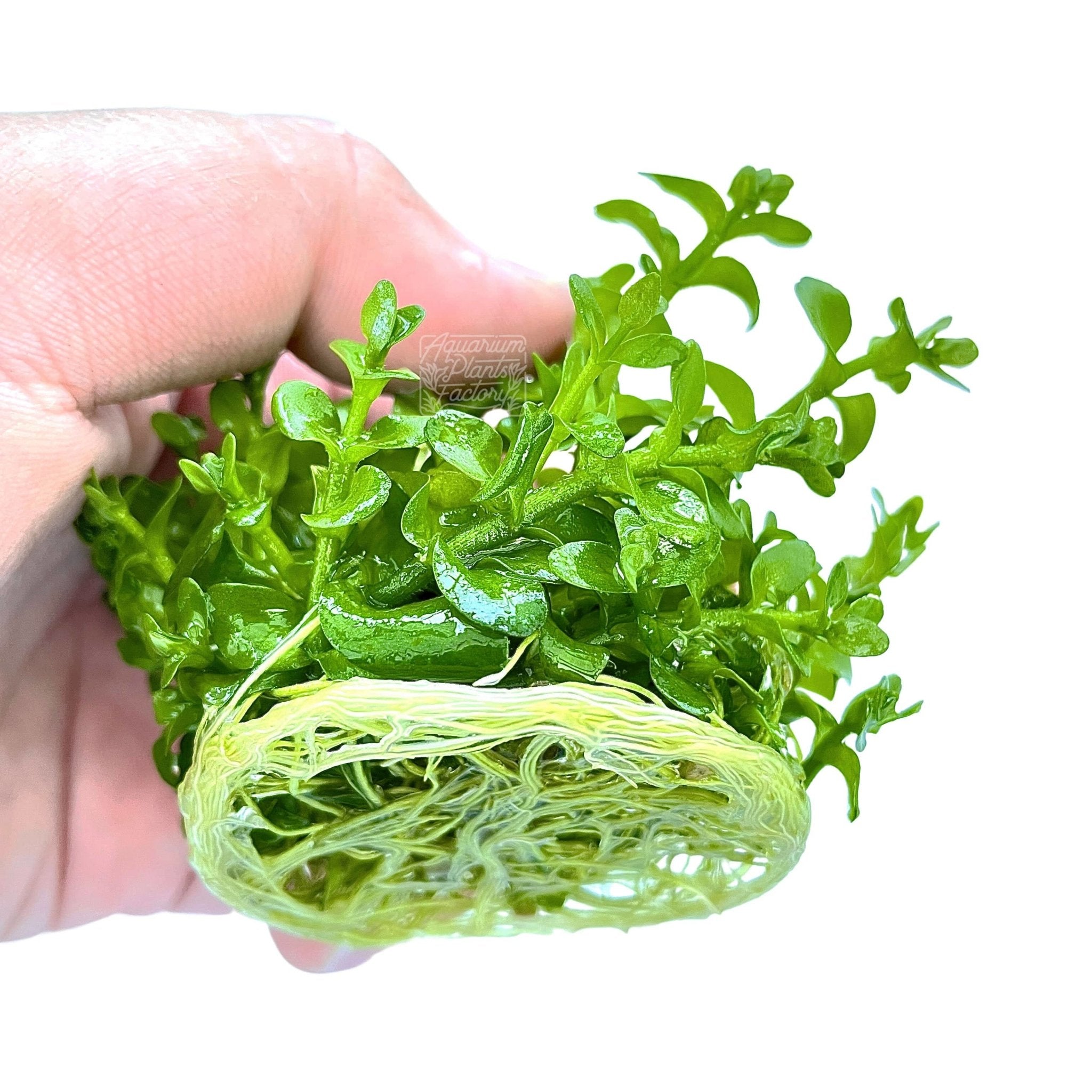 Bacopa Caroliniana - Tissue Culture Cup - Aquarium Plants Factory