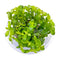 Bacopa Caroliniana Tissue Culture Cup - Aquarium Plants Factory