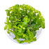 Bacopa Caroliniana Tissue Culture Cup - Aquarium Plants Factory