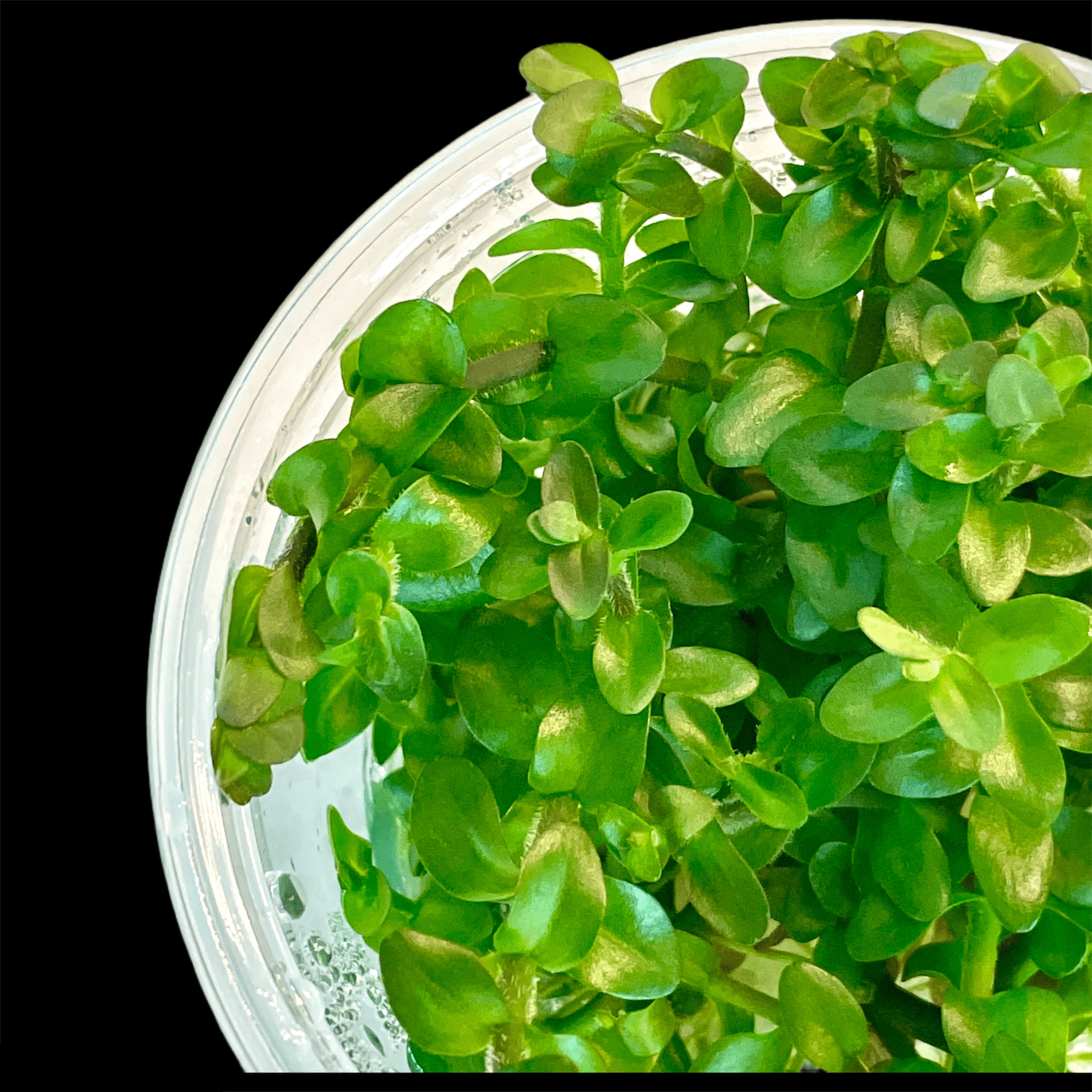 Bacopa Caroliniana - Tissue Culture Cup Aquarium Plants Factory APF Tissue Culture Plants Aquascape Freshwater Aquatic Decoration