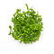 Bacopa Compact - Tissue Culture Cup - Aquarium Plants Factory