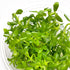 Bacopa Compact - Tissue Culture Cup - Aquarium Plants Factory