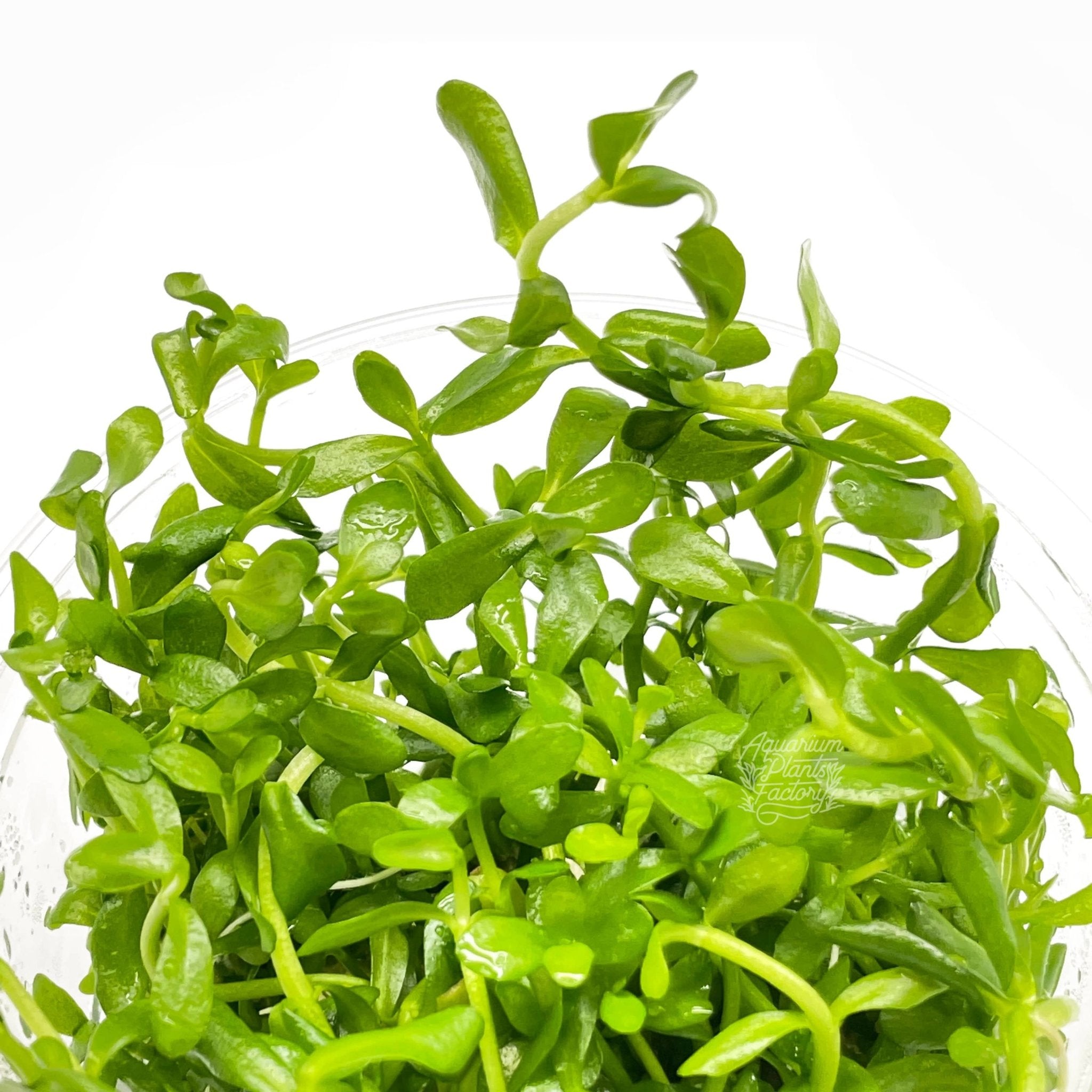 Bacopa Compact - Tissue Culture Cup - Aquarium Plants Factory