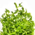 Bacopa Compact - Tissue Culture Cup - Aquarium Plants Factory