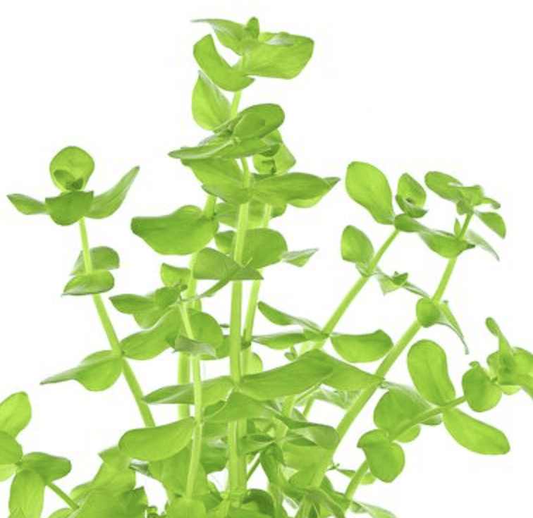 Bacopa Lanigera