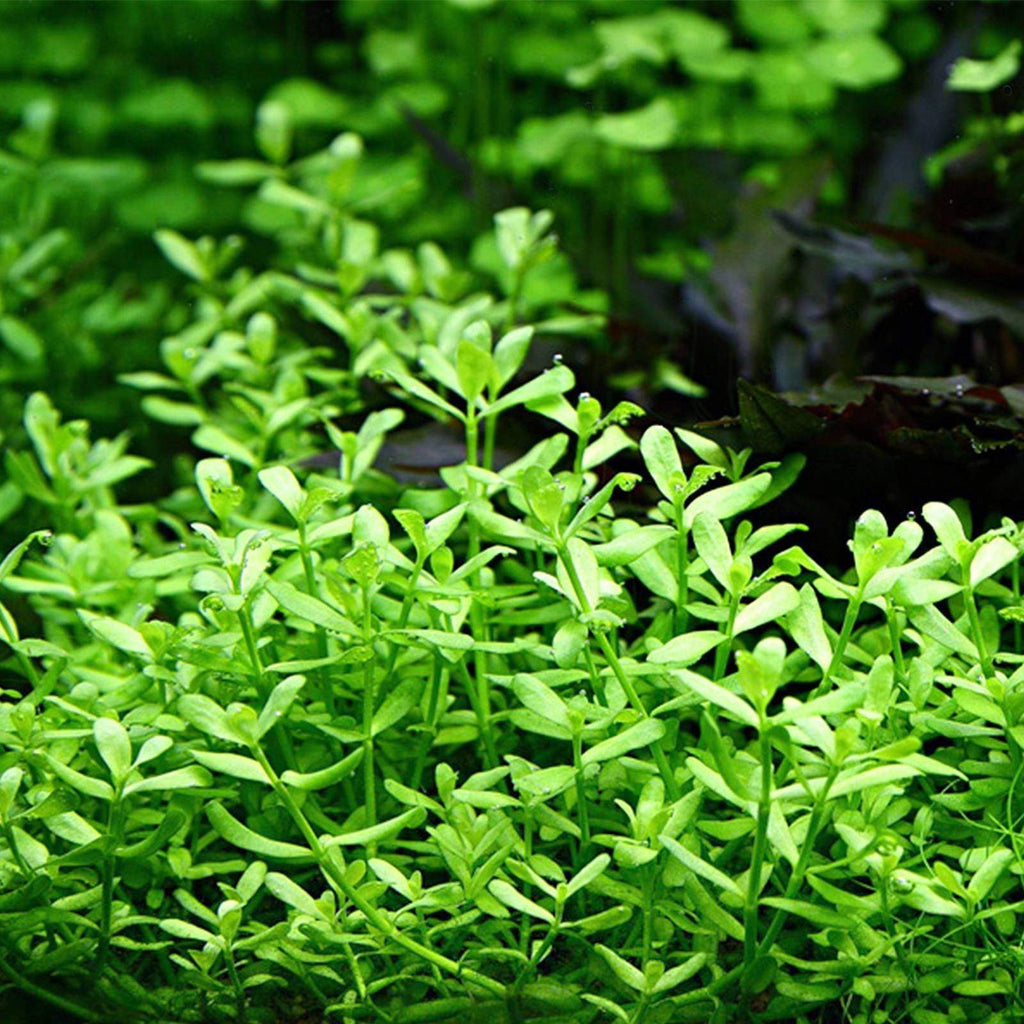 Is bacopa hot sale poisonous to dogs