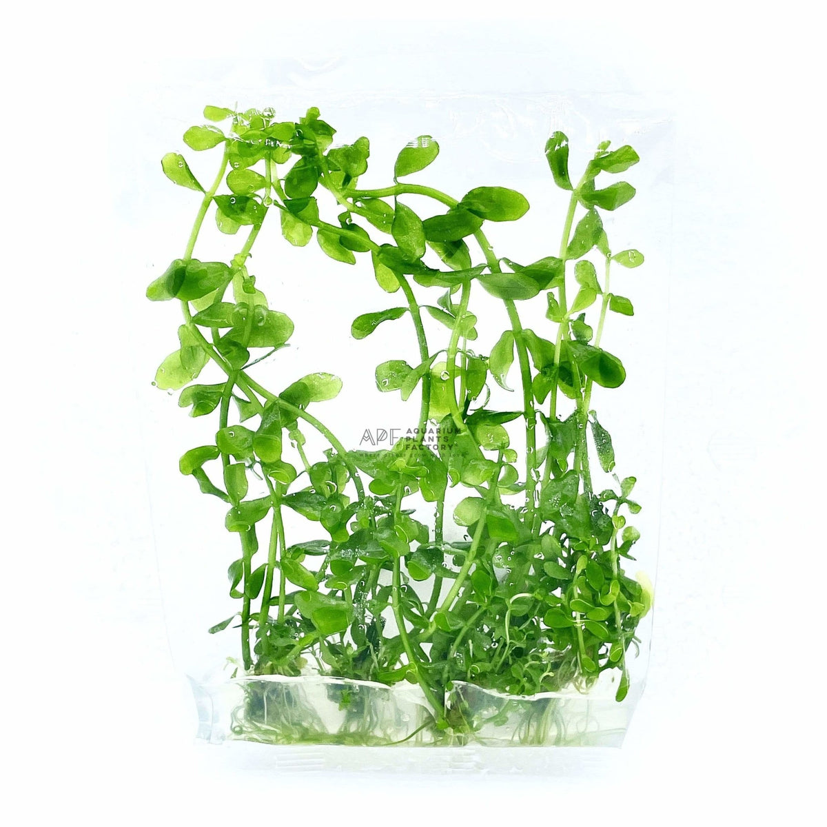 Bacopa Collections Aquascape APF Aquarium Plants Factory bacopa-collections-aquascape-apf-aquarium-plants-factory