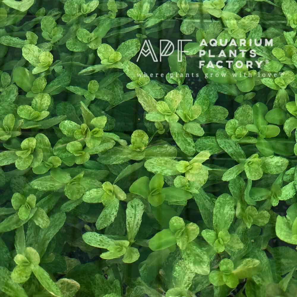 Bacopa Monnieri Variegated - Aquarium Plants Factory