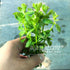 Bacopa Monnieri Variegated - Aquarium Plants Factory