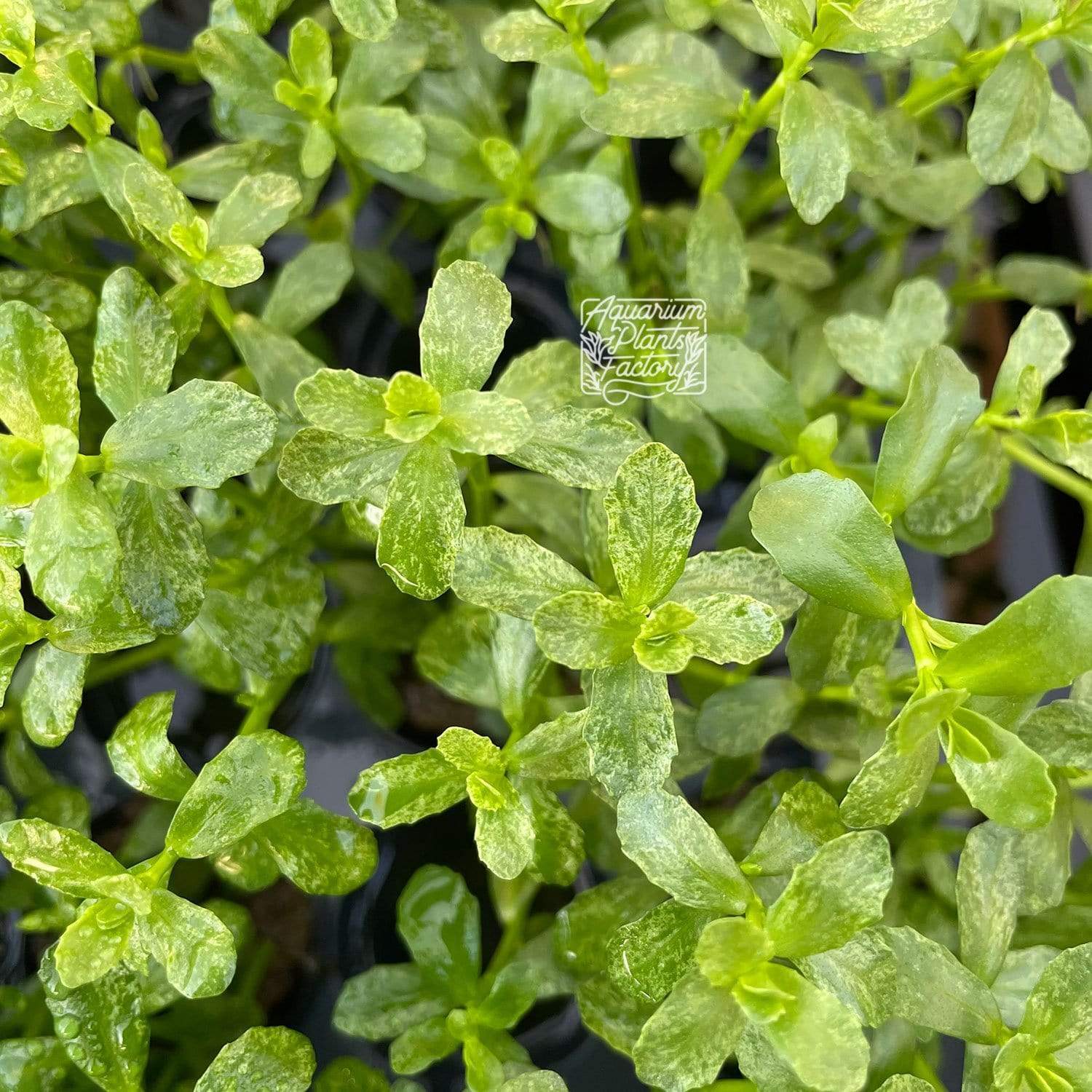 Bacopa Monnieri Variegated - Aquarium Plants Factory