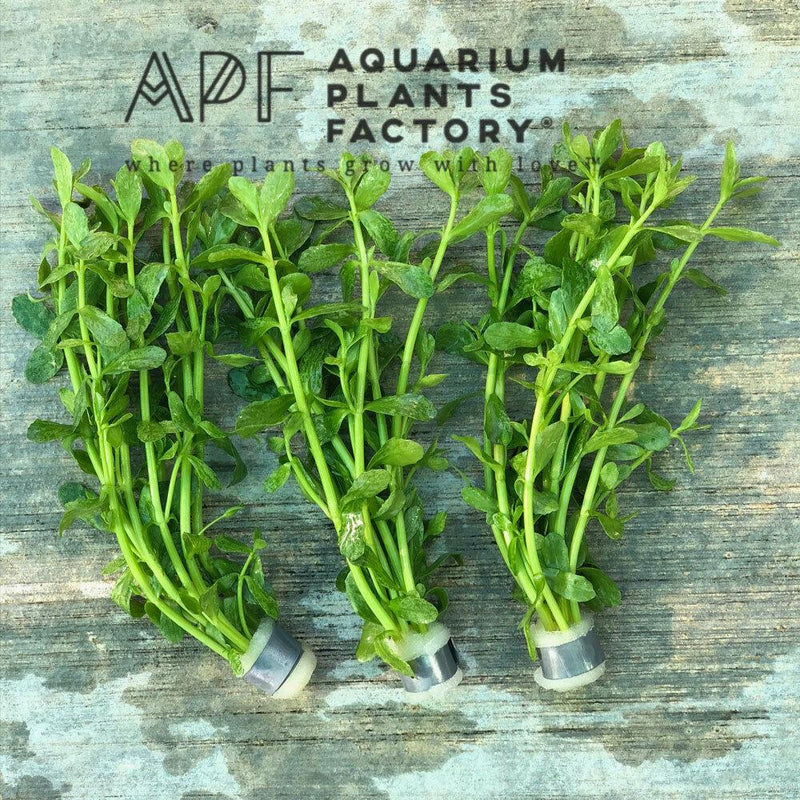 Bacopa Monnieri Variegated - Aquarium Plants Factory