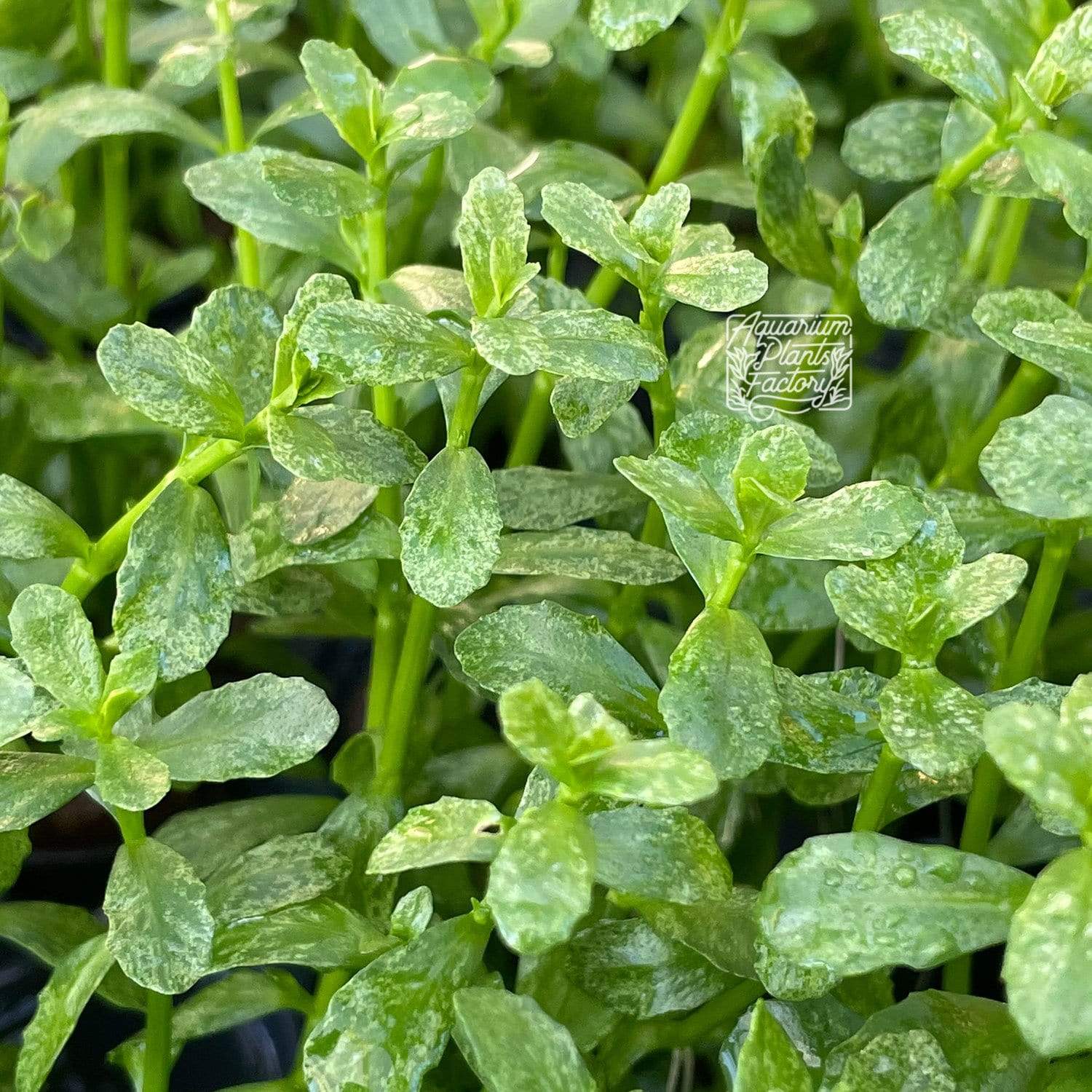 Bacopa Monnieri Variegated - Aquarium Plants Factory