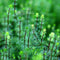 Bacopa Myriophylloides APF Aquarium Plants Factory®