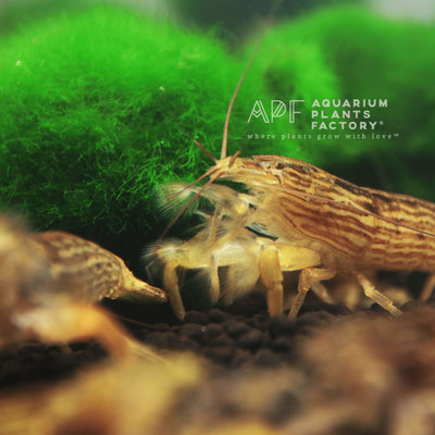 Aquarium Plants That Clean The Water of Your Fish Tank – Micro Aquatic Shop