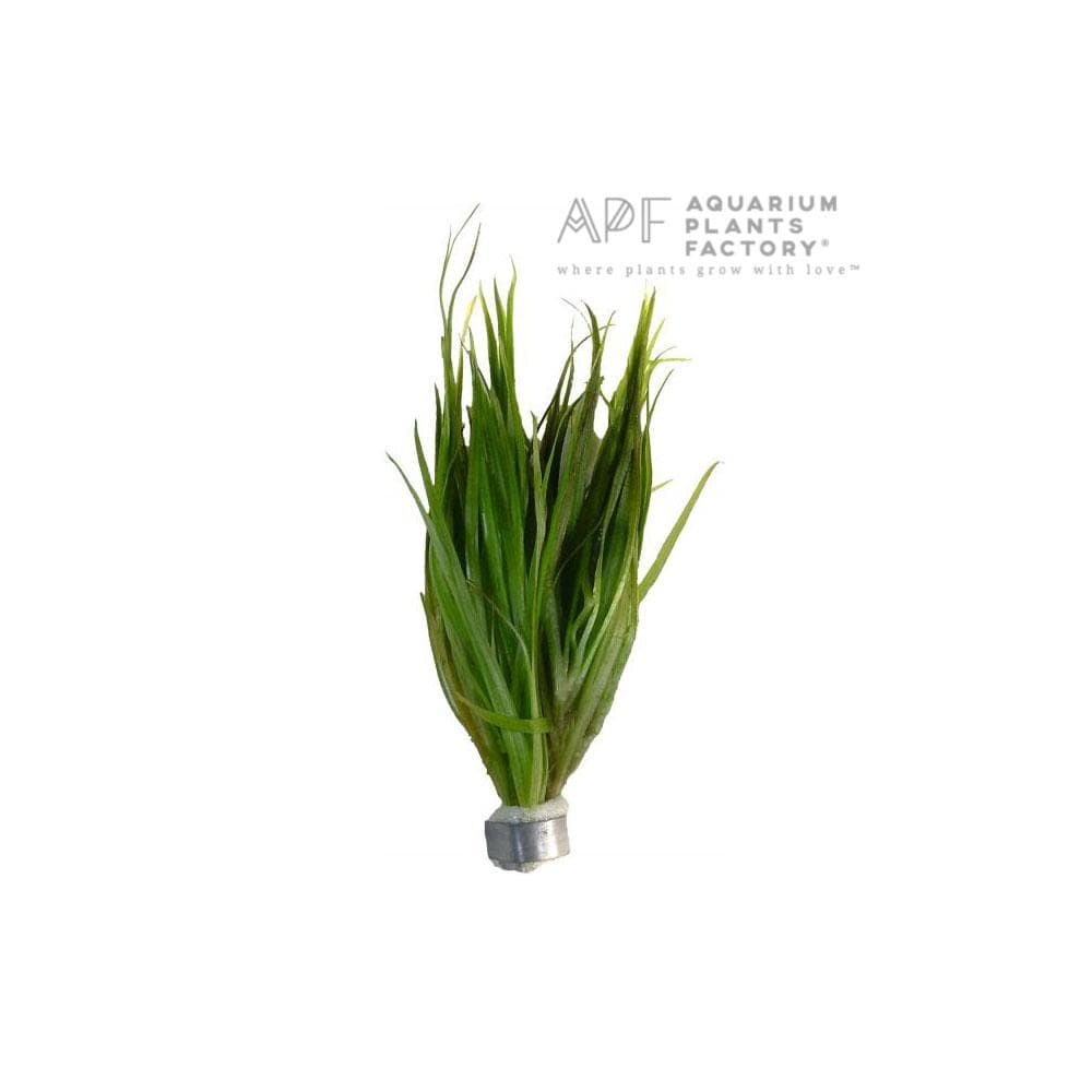 Blyxa Japonica - Aquarium Plants Factory