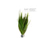 Blyxa Japonica - Aquarium Plants Factory