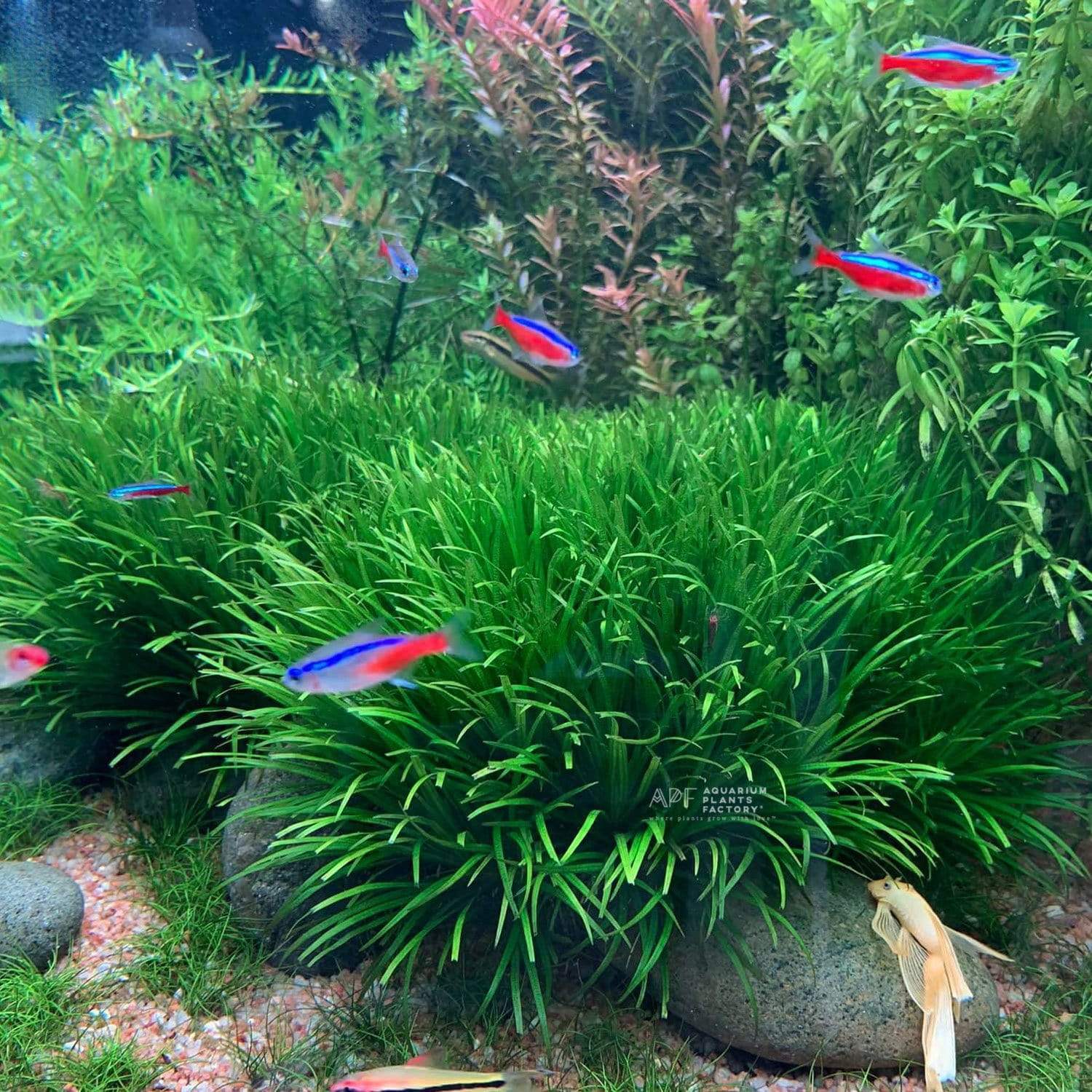 Blyxa Japonica - Aquarium Plants Factory