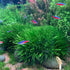 Blyxa Japonica - Aquarium Plants Factory