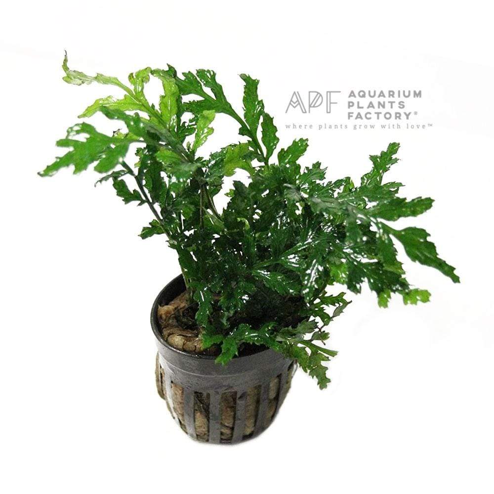 Bolbitis Heudelotii Difformis Potted APF Aquarium Plants Factory