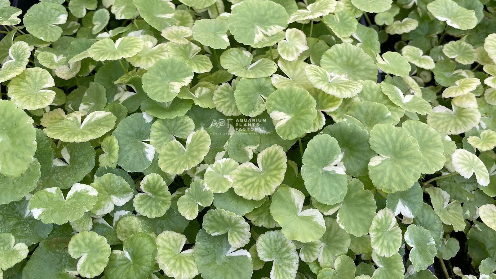 Brazilian Pennywort 'Variegated' - Aquarium Plants Factory