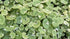 Brazilian Pennywort 'Variegated' - Aquarium Plants Factory